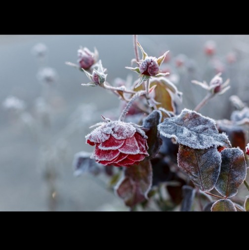 Ето какво да направите, за да не измръзнат розите в есенния студ: