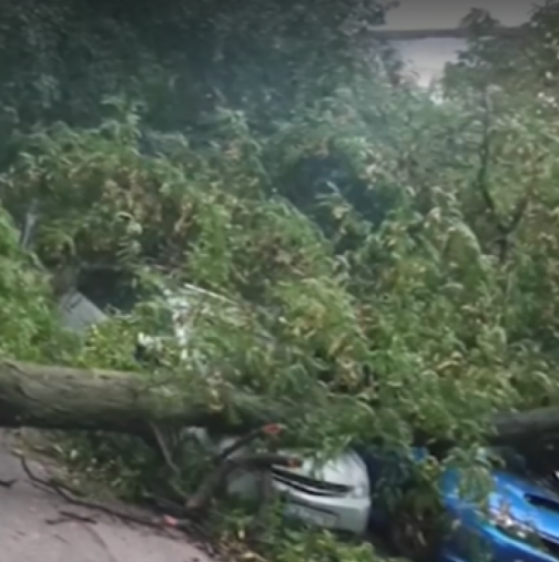 30-метрово дърво премаза няколко коли в София-Видео