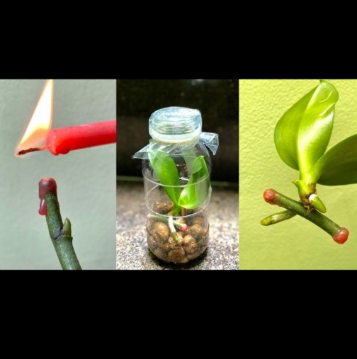 От един цветонос отглеждам поне 4 нови орхидеи - лесен и успешен начин за размножаване: