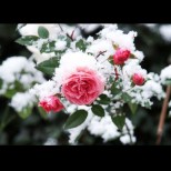 5 ЗАДЪЛЖИТЕЛНИ неща, които да направите с розите преди зимата, за да оцелеят до напролет: