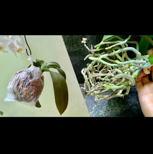 Възстановяване на корените на орхидеята без поливане - дори и най-слабото цвете оживява след тази реанимация!