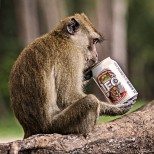 Пияна маймуна тормози жителите на индийски град - краде им алкохола (Снимки):