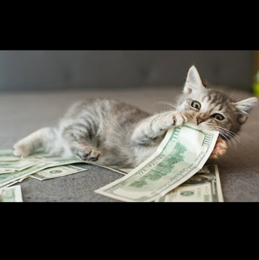 Как да спечелите лесни пари? Най-обикновена котка ще ви помогне: