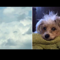 Часове след като е загубило кучето, което обича, момиче вижда лицето му в облаците-снимка