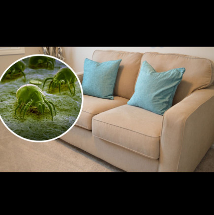 Домашно чудо за почистване на дивани и килими - край с кашлицата и сърбежа от алергии!