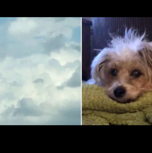Часове след като е загубило кучето, което обича, момиче вижда лицето му в облаците-снимка