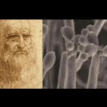 Учени едва сега откриха нещо изумително на автопортрет на Леонардо да Винчи