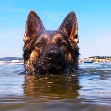 Куче плува цели 11 часа, за да извика помощ за собственика си-Снимки
