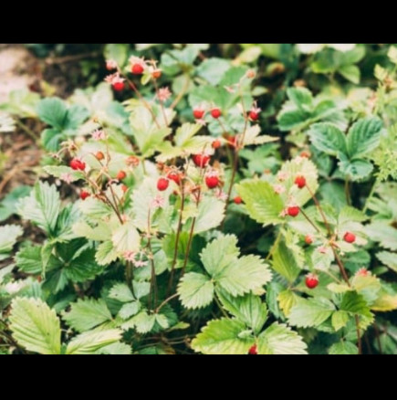 Ако намерите диви ягоди в гората, бройте се за късметлия! Ето как ще ви помогнат при почти всяка болест