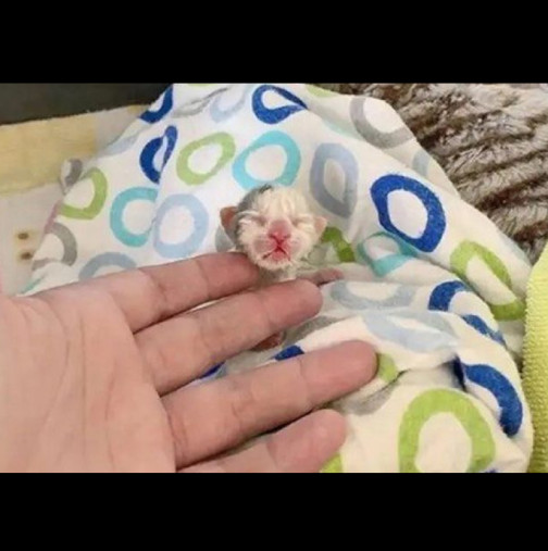Мъж осинови новородено котенце, но никога не е предполагал в какво ще се превърне след няколко месеца! СНИМКИ 
