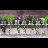 Това са СЕДЕМТЕ лечебни билки, които растат без проблем във ваза без почва или поливане