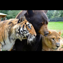 Лъв, тигър и мечка са спасени заедно като малки и остават най-добри приятели за цял живот - отказват да се разделят! (СНИМКИ)