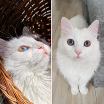 Това е Ейми - котето с най-невероятните очи, което изхвърлиха на боклука! Ето историята на нейното спасение (СНИМКИ)