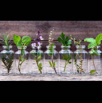 Това са СЕДЕМТЕ лечебни билки, които растат без проблем във ваза без почва или поливане