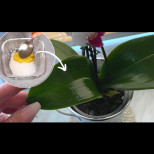 Подхранващ сироп за вашата орхидея: Няма го в аптеките, приготвя се у дома! За месести листа и здрав вид: