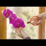 Отрежете цветоноса на орхидеята ТОЧНО на това място: ще цъфти както никога досега!