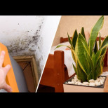 Стайни растения, които правят всичко това: Гълтат мухъл, гъбички и конденз в апартамента!