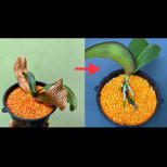3 супени лъжици леща връщат умиращата орхидея към живот! Най-ефикасният метод, който сме ви показвали: