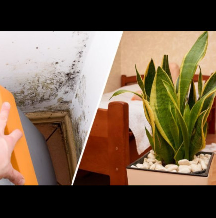 Стайни растения, които правят всичко това: Гълтат мухъл, гъбички и конденз в апартамента!