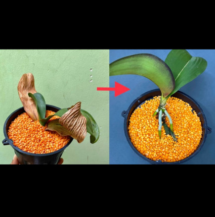 3 супени лъжици леща връщат умиращата орхидея към живот! Най-ефикасният метод, който сме ви показвали: