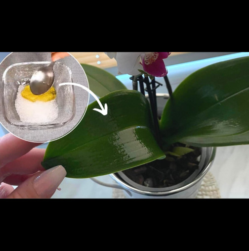 Подхранващ сироп за вашата орхидея: Няма го в аптеките, приготвя се у дома! За месести листа и здрав вид: