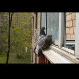 Поличба: Ето какво означава, ако гълъб кацне на прозореца ви!