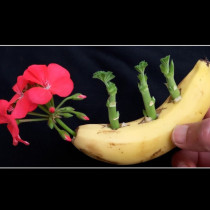 Как да отгледаме мушкато от банан: ще цъфти великолепно след 3 месеца!