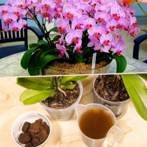Оказа се, че орхидеята обича кофеин повече от мен! За мен кафенцето - за нея утайка и натежава от цвят: