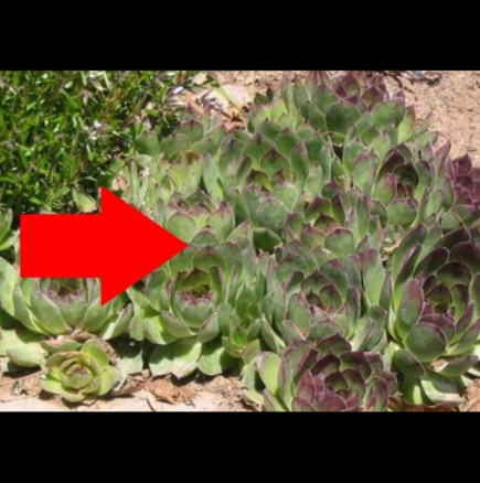 1 лист за треска и болка в ушите, чисти бронхи и мазоли: Медицинското растение, което всяка баба си гледа в саксия!
