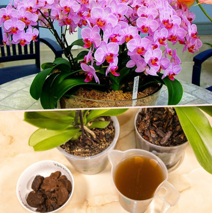 За мен кафенцето - за орхидеята утайката! Скоро натежава от пищен цвят: