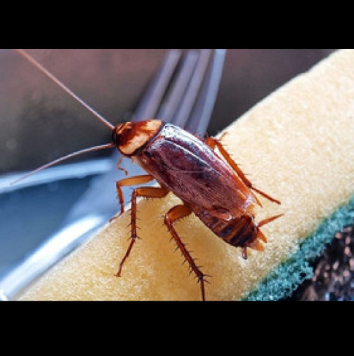 Хлебарките панически ще избягат от апартамента: само поставете ТОВА в ъглите на къщата