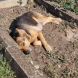 Българският Хачико-Кучето, което стои непрекъснато на гроба на стопанина си