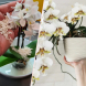 Орхидеята не може да ви го каже, но обожава да я храните с ориз! Една шепа и ще ви се отплати с щедър цъфтеж: