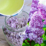 Сега му е времето: Докато люлякът цъфти, напълнете буркан с цветчетата и залейте с растително масло