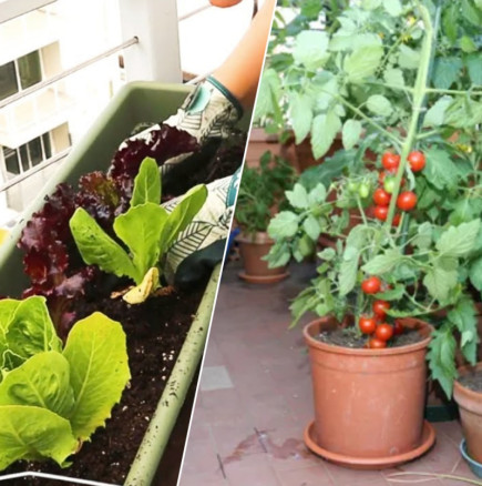 Тези 5 зеленчука всеки може да си гледа на балкона - кеф ти късаш, кеф ти хапваш!