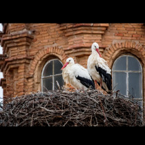 Поличба: Ето какво означава, ако птица е свила гнездо близо до къщата ви