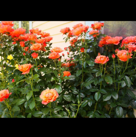 Трик от чичо-градинар: Ако искате розите да натежат от цвят, направете точно това с тях през пролетта, винаги ми помага идеално!