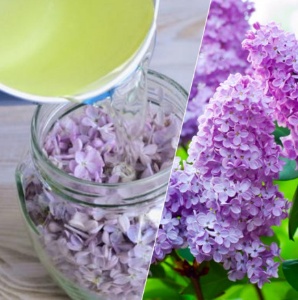 Сега му е времето: Докато люлякът цъфти, напълнете буркан с цветчетата и залейте с растително масло