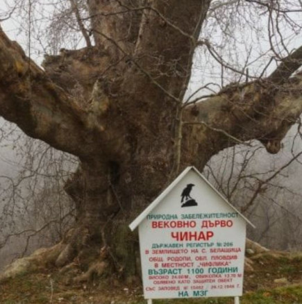 Ето къде се намира най-дебелото дърво в България