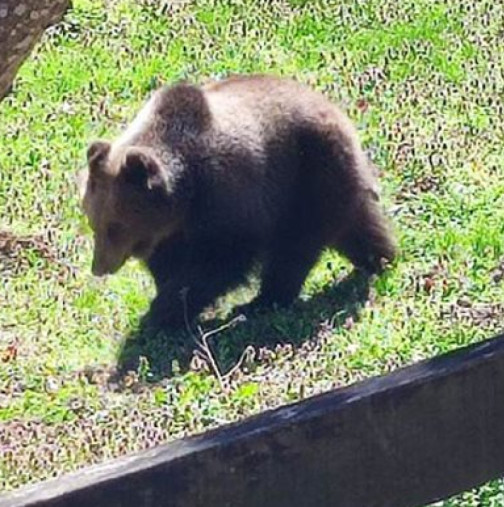 Гладна мечка влезе в Габрово и ето какво се случи!-Видео 