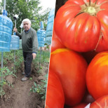 Ето как Дядо Марин вади двойна реколта домати 40 дни преди всички други! Само с пластмасови бутилки: