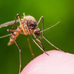 Изследователи откриха какво точно отблъсква комарите: Има го във всяка баня!