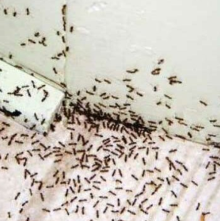 Как да се спасим завинаги от мравки, бълхи и хлебарки