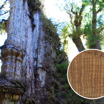 Най-старото дърво на планетата е на близо 5000 години и крие уникална тайна (СНИМКИ)