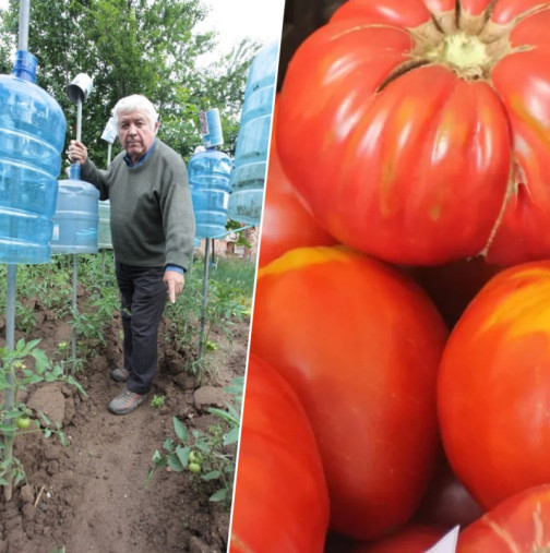 Ето как Дядо Марин вади двойна реколта домати 40 дни преди всички други! Само с пластмасови бутилки: