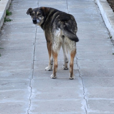 Бум на кучешка тения в Кърджалийско! Нови 8 души са регистрирани със заболяването!