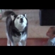 Невероятно! Видео на куче, което имитира бебе