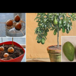 Спрете да купувате авокадо! Ето как да си отгледате дърво от авокадо у дома в саксия!