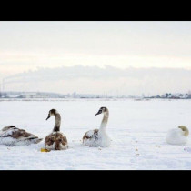 Ято премръзнали лебеди беряха душа в скованото от лед езеро, но после се случи чудо (СНИМКИ)