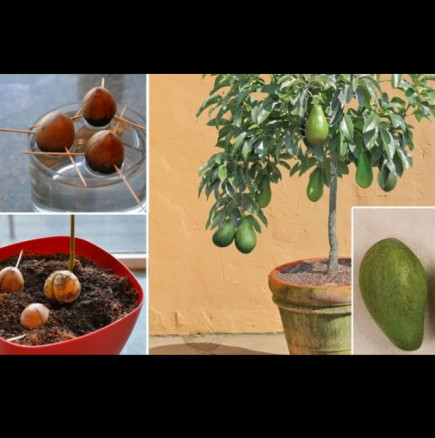 Спрете да купувате авокадо! Ето как да си отгледате дърво от авокадо у дома в саксия!